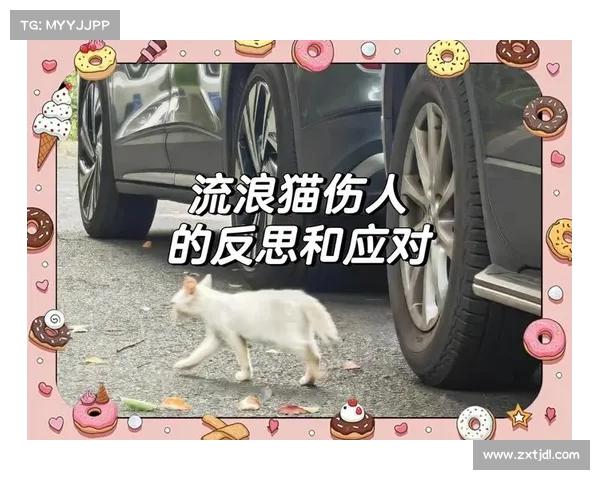 流浪猫伤人后索赔纸箱者:责任认定错误,真正责任应由谁承担? 流浪猫伤人后索赔纸箱者:责任认定错误,真正责任应由谁承担?